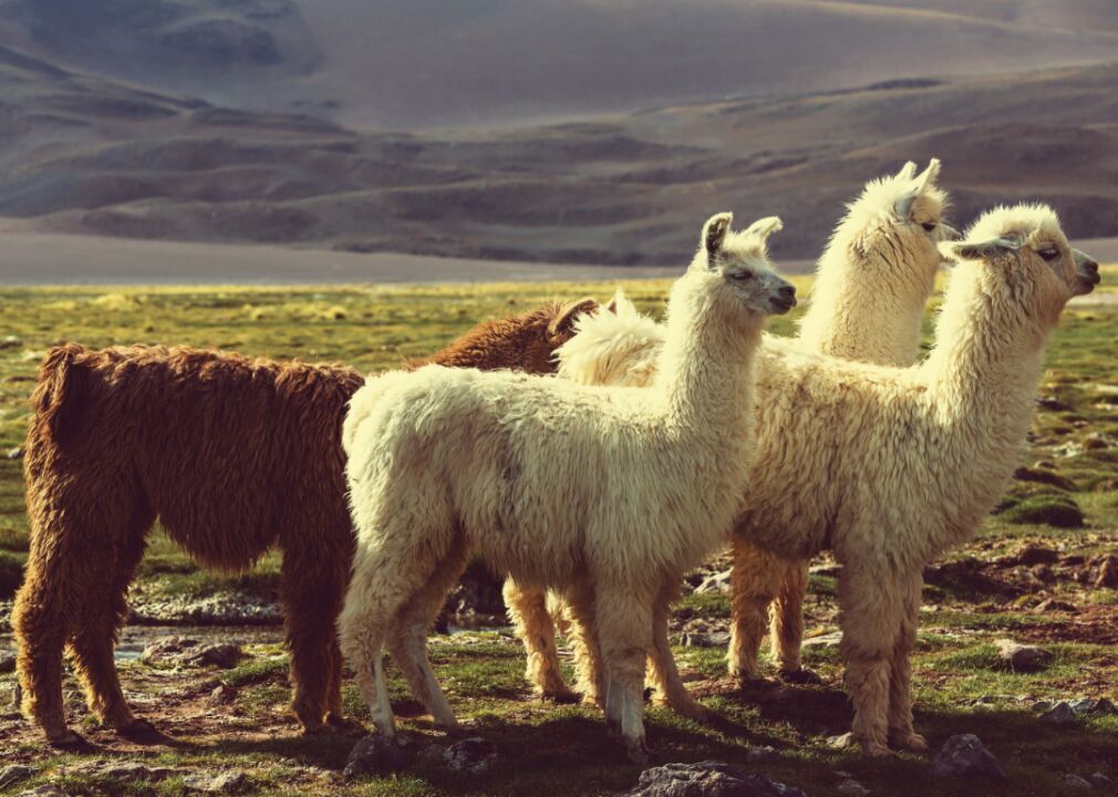 Llamas